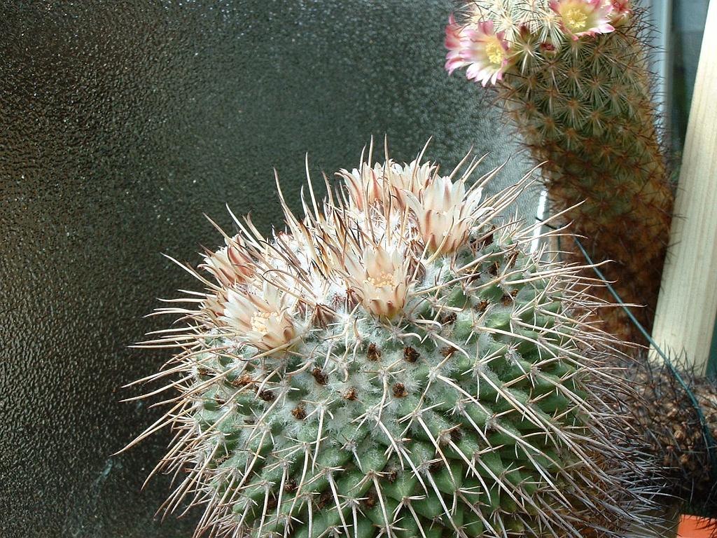 Mammillaria ocotillemsis.JPG